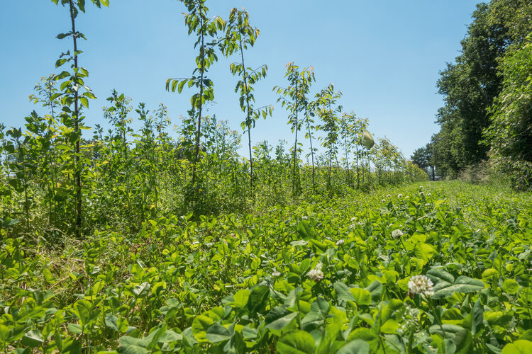 plantenkwekerij en praktijkcentrum Maashorst