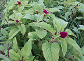 Amaranthus 170.jpg