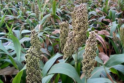 sorghum 400x267.jpg