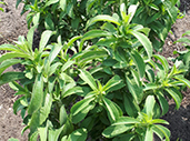 Stevia 170.jpg