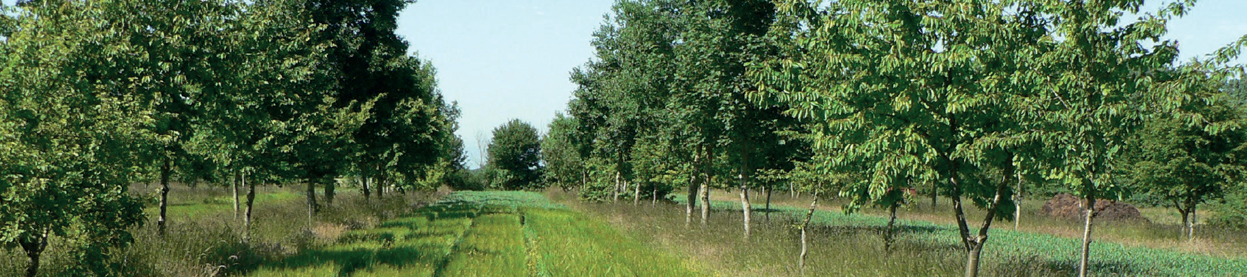 Bron Factsheet Agroforestry 3, WUR 