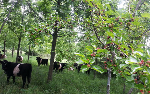 Met houtplantage meer biomassa, biodiversiteit en rendement realiseren