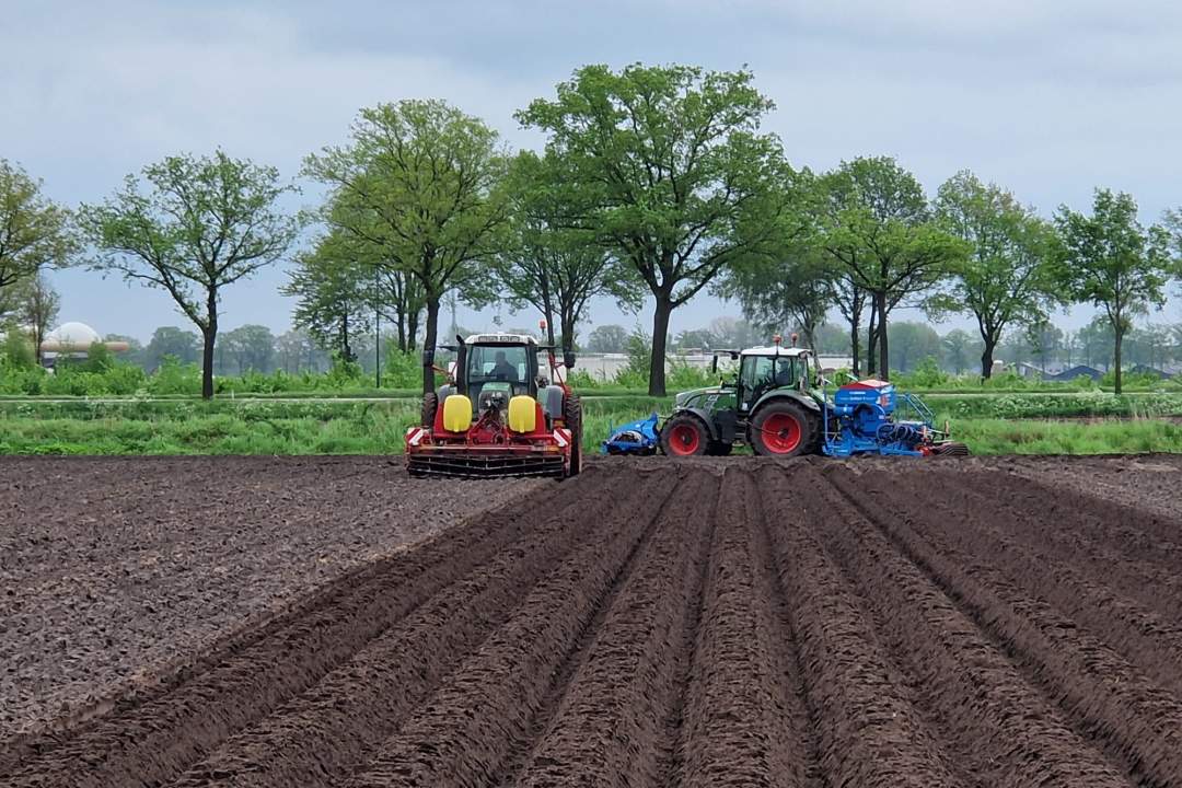 bankerfields in aardappelen.jpeg