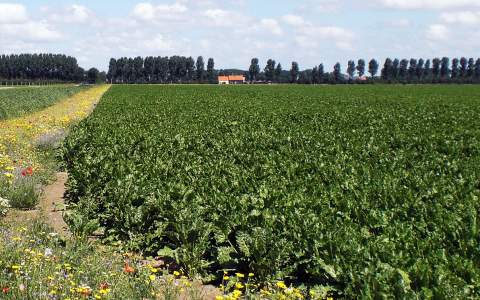 Proefveld voor eiwitloof van suikerbieten