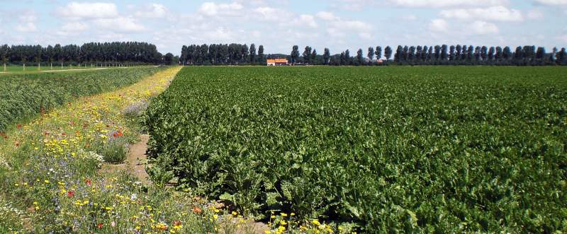 Bietenveld Faunarand