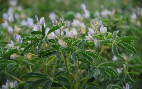 Winterlupine succesvoller dan zomerlupine; zelfs in Nederland