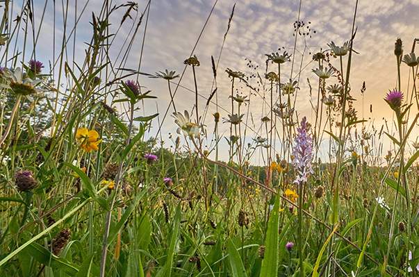 Bloemenrand hooiland