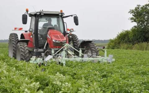 Mechanische bestrijding coloradokevers in aardappelen