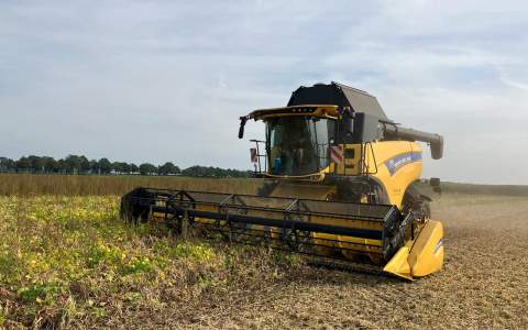 'Oogst witte en zwarte bonen verliep boven verwachting'