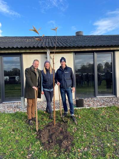 Tamme kastanje planten