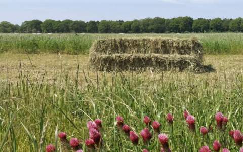 Lessen uit transitie naar natuur-inclusieve landbouw in De Margriet