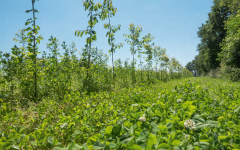 Ontwerp en strategie voor plantenkwekerij en educatiecentrum Maashorst