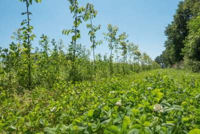 Air-pot systeem agroforestry