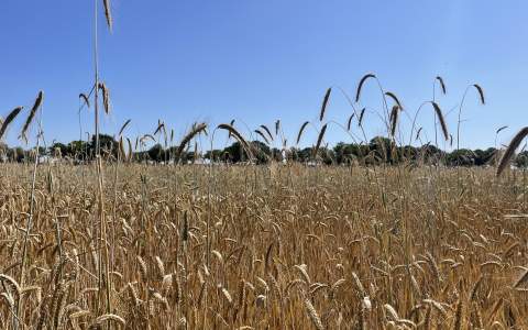 Stroteelt voor biobased bouwen professionaliseren