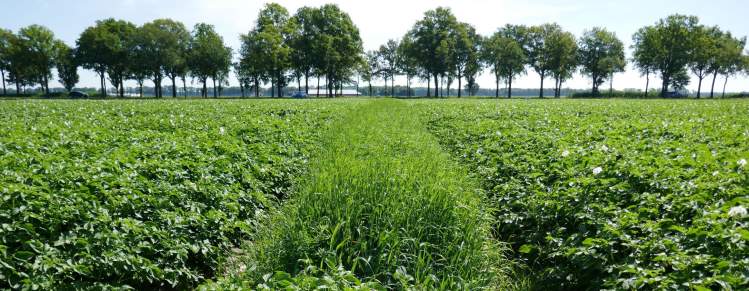 Aardappel met bankerfields