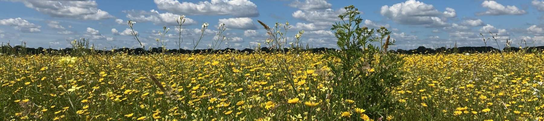 Biodiversiteit ganzenbloem