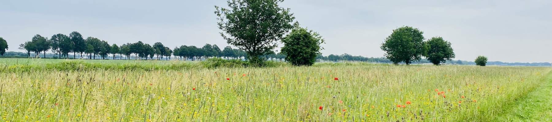 Graslandschap