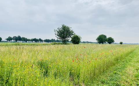 Kruidenrijk Maasheggen-gebied