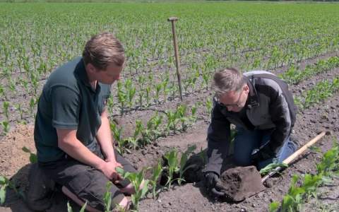 Bodem weerbaar maken met stro ter voorbereiding op lelieteelt