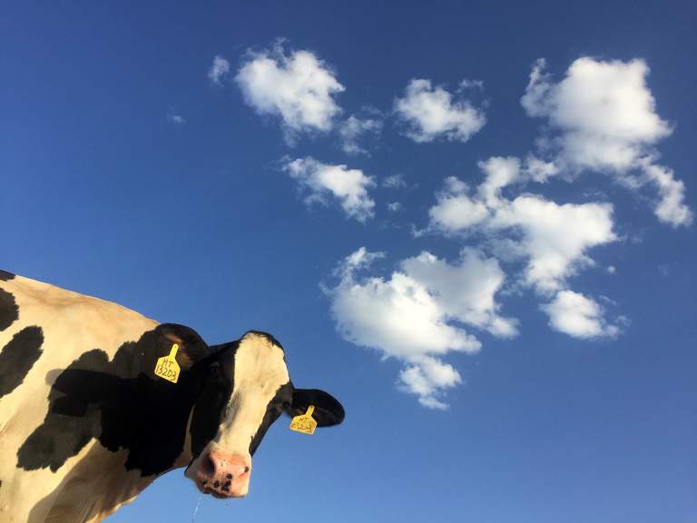 Een koe met blauwe lucht en wolkjes