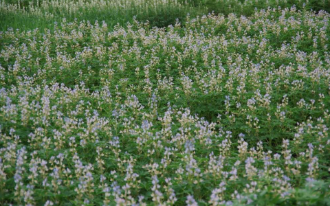 Winterlupine, nieuwe eiwitteelt met zomerse opbrengst