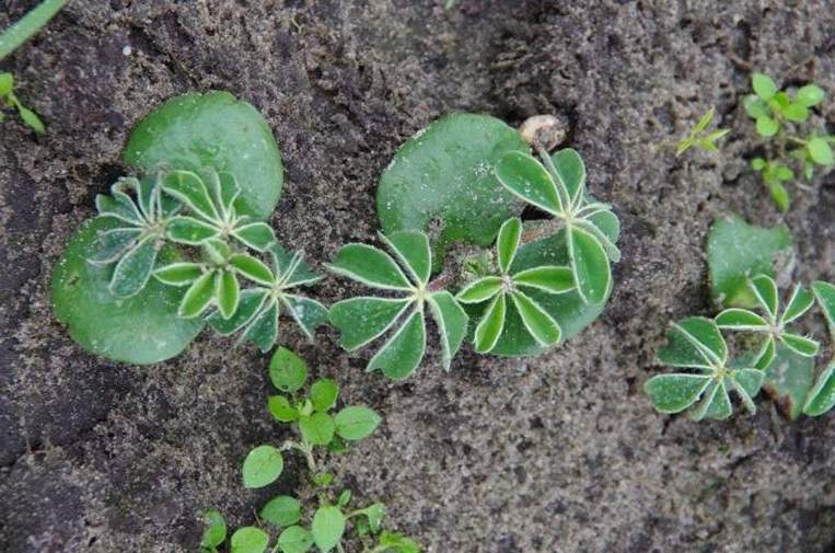 Lupine plantjes