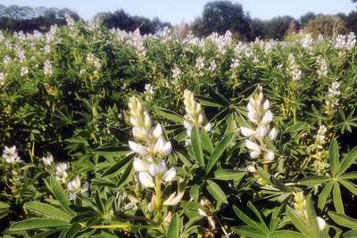 Boeren en proefboerderijen in de Peel gaan samen op zoek naar nieuwe rotatieteelten