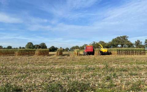 Biostimulant BlueN in snijmais verhoogt de opbrengst