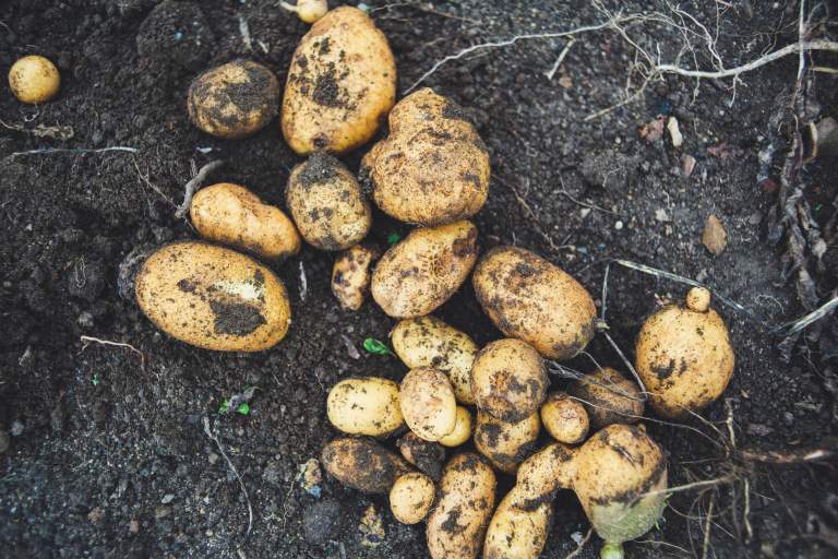 Biologische aardappelen