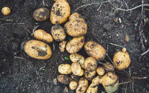 Bodemverbetering aardappelteelt met Micosat