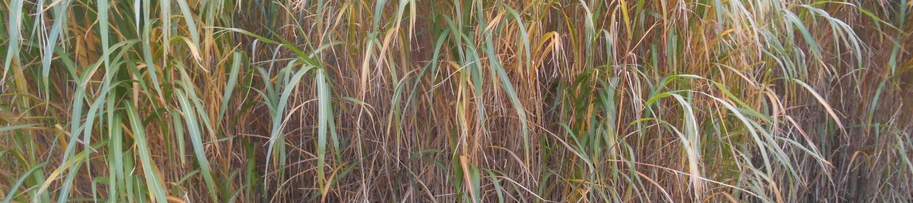 Miscanthus