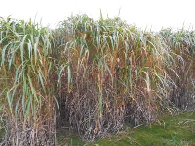 miscanthus