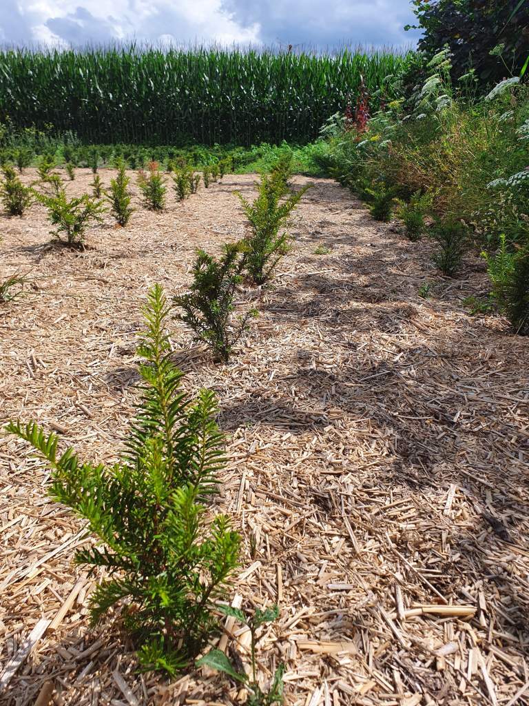 Miscanthus in boomteelt