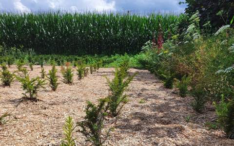 Bomen in de bloemetjes zetten geeft minder ziekten en plagen