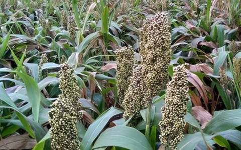 Sorghum verwaarden als veevoer en als sierproduct