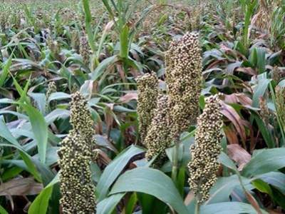 sorghum