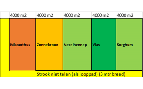 Proeflocatie 2023: Biedt de teelt van vezelgewassen een duurzaam toekomstperspectief?