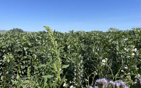 Experimenteerruimte op proeflocatie AgroProeftuin de Peel