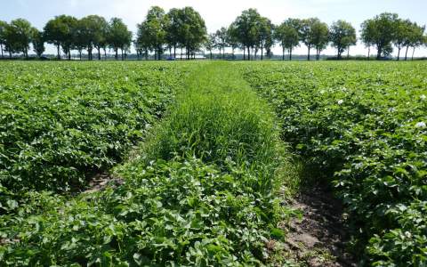 Proeflocatie 2024: Luizenbestrijding via bloemenstroken in aardappelteelt