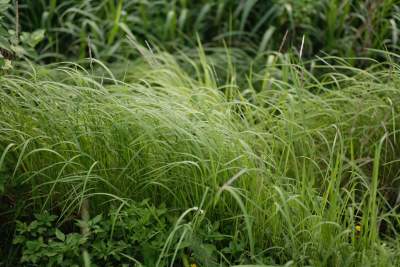 gras