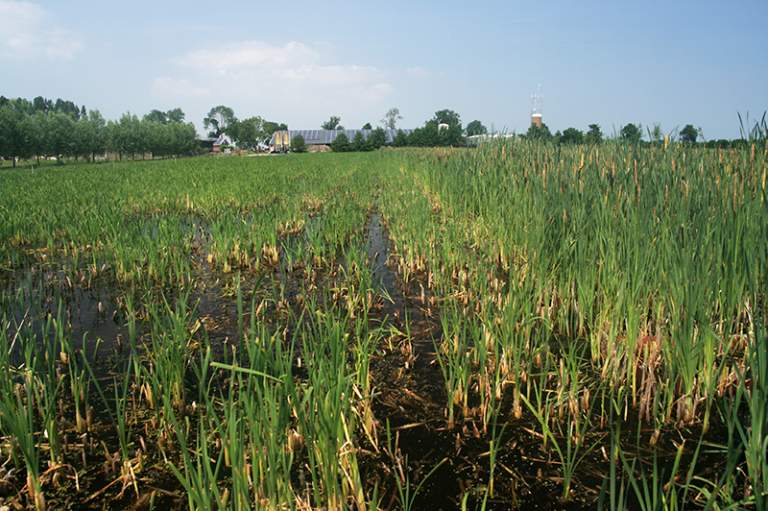 Natte teelt lisdodde, foto Gert-Jan van Duinen