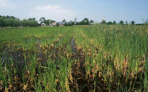 Pilot natte teelten: waterbeheer met verdienmodel