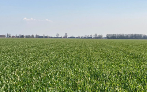 Schaap zorgt via begrazing voor betere beworteling wintergranen