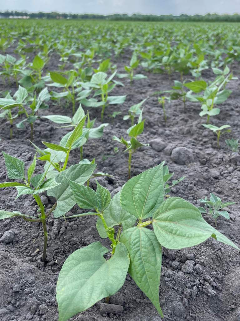 witte en zwarte bonenplanten