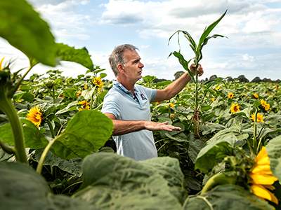 Mengteelt sorghum en zonnebloem