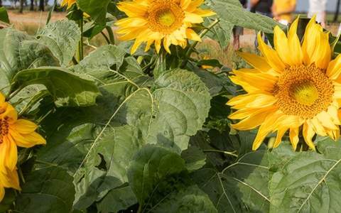 Mengteelt sorghum en zonnebloem